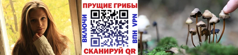 Купить закладки  Кольчугино  Псилоцибиновые грибы прущие грибы 